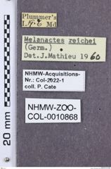 Etikette zu Melanactes reichei (NHMW-ZOO-COL-0010868)